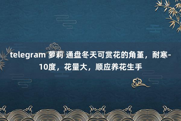 telegram 萝莉 通盘冬天可赏花的角堇，耐寒-10度，花量大，顺应养花生手